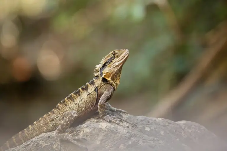 Bearded dragon perched on a rock in a natural outdoor setting
