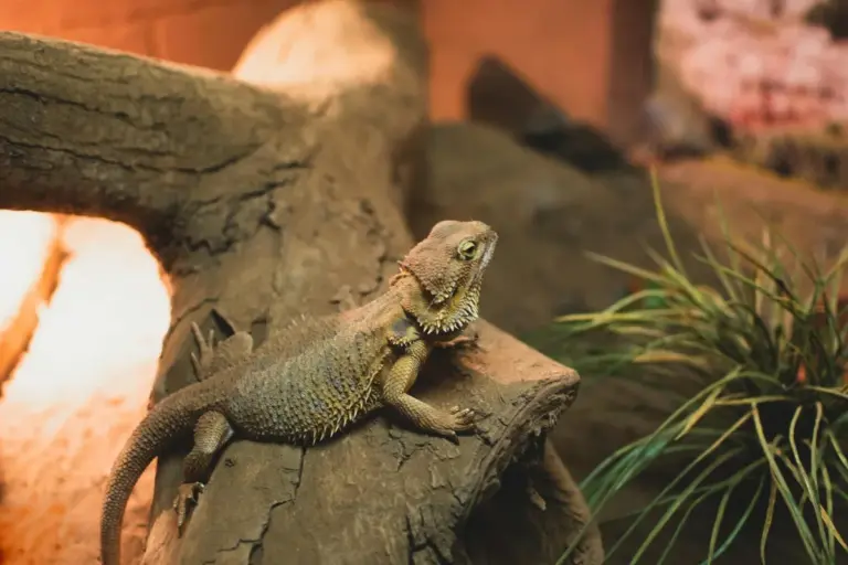 Bearded dragon perched on a rock in a terrarium with a plant nearby.