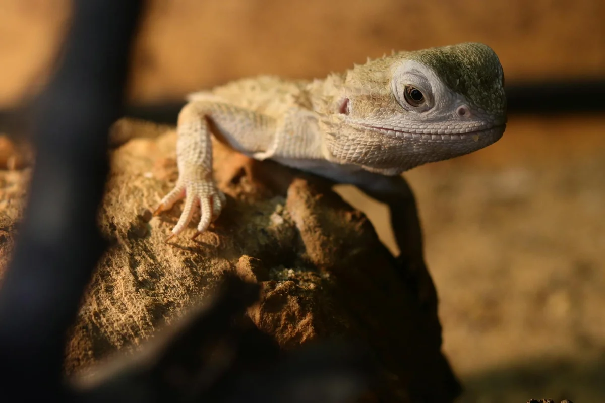A bearded dragon perched on a rock, looking toward the camera.