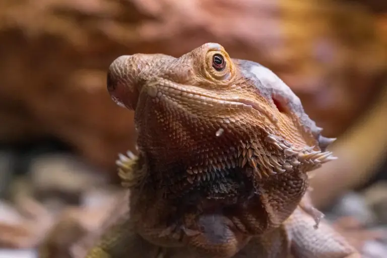 Close-up of a bearded dragon's face with textured skin and visible pores.