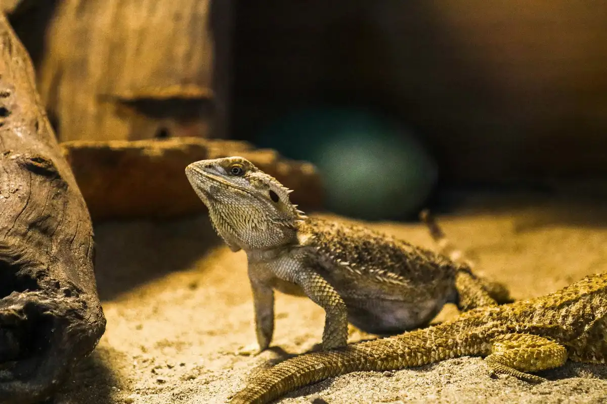 Bearded dragon in a sandy terrarium, standing on its legs near a rock and a log, with a calm but alert posture.