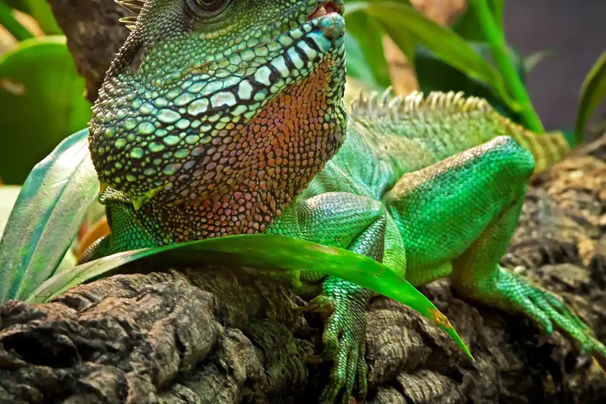 Close-up of a green bearded dragon perched on a textured log, showing vivid scales.