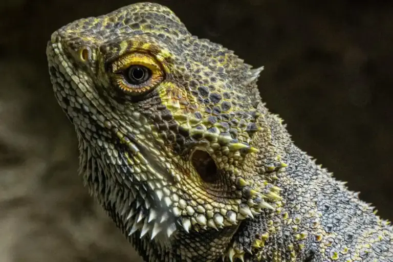 Close-up of a bearded dragon's head with textured scales and a focused eye, showcasing its puffed, balloon-like appearance.