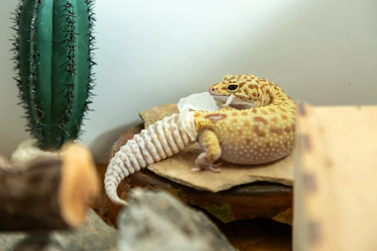 Bearded dragon resting on a rock in a terrarium with shed skin nearby and a cactus plant in the background.