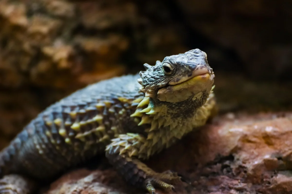 Bearded dragon perched on a rock, showing textured skin as it begins shedding.