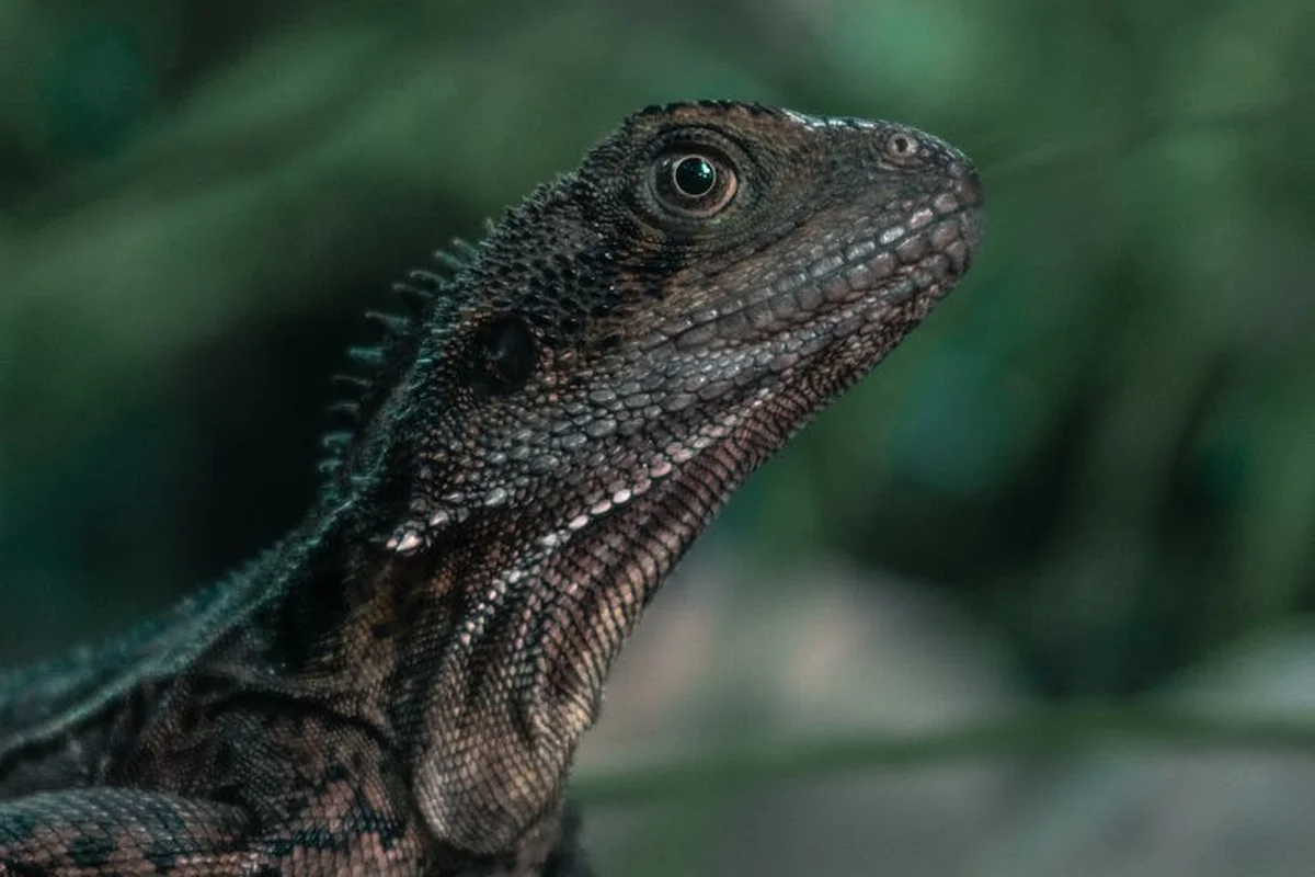 Close-up of a bearded dragon's head showing textured scales
