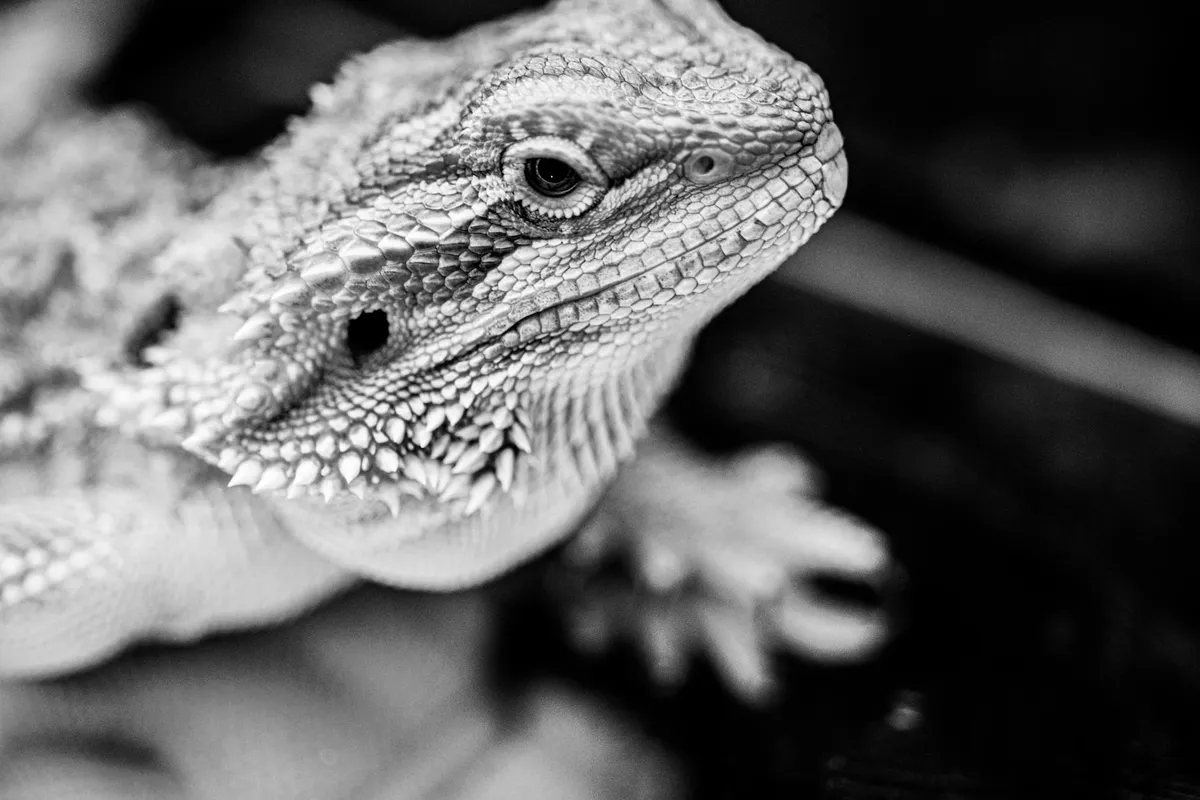 Close-up grayscale image of a bearded dragon's head and textured scales, highlighting skin detail.