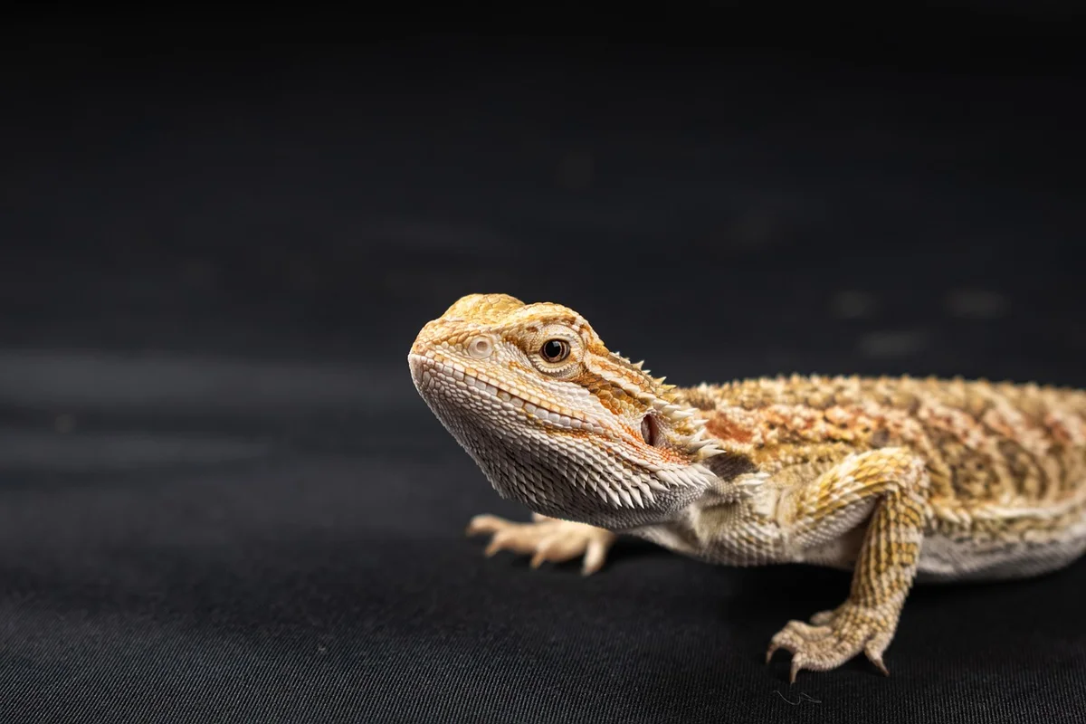 Close-up of a bearded dragon on a dark fabric background