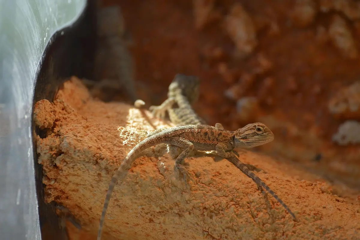 A young bearded dragon perched on sandy substrate inside a terrarium, appearing to rest or sleep with limbs stretched and body low to the ground.