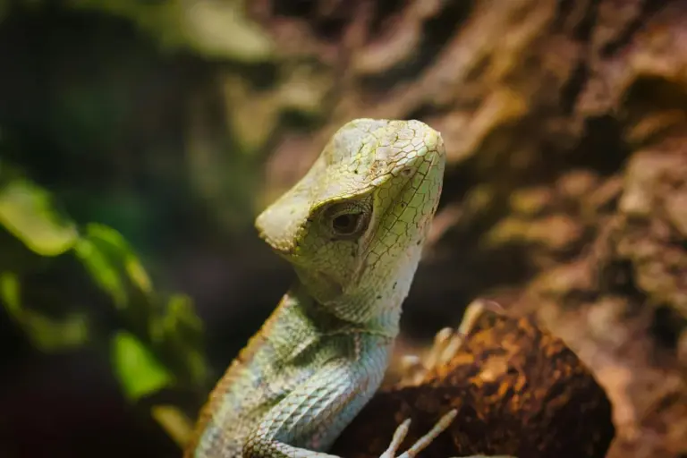 Close-up of a bearded dragon perched on a rock inside its terrarium