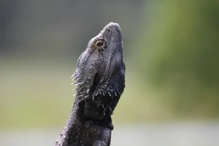 Close-up of a bearded dragon's head, looking upward with textured gray scales.