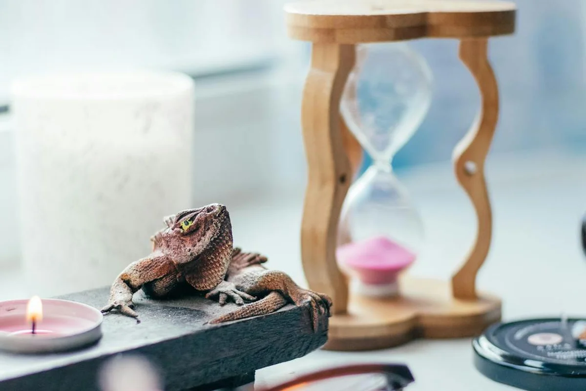 Bearded dragon perched on a dark ledge beside an hourglass and a candle in a bright room.