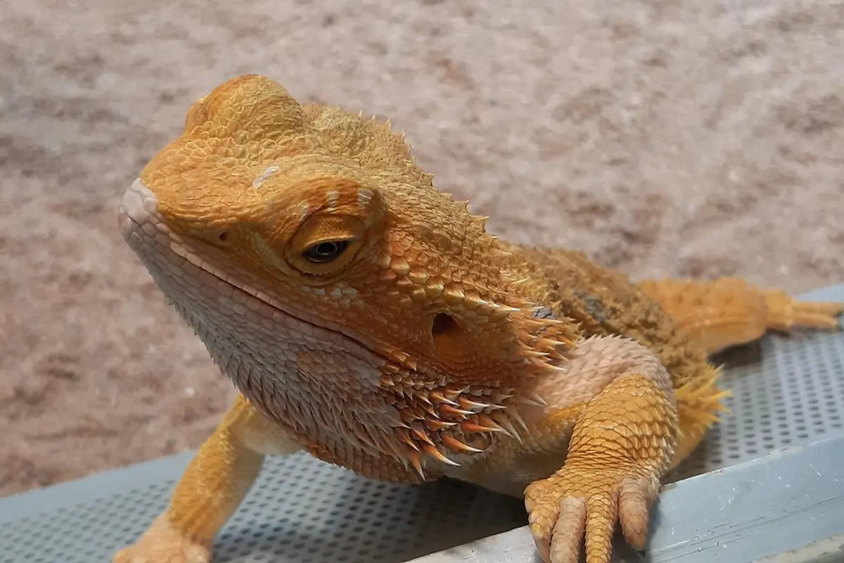 Close-up photo of a bearded dragon perched on a ledge, showing its rough orange scales and alert eye.