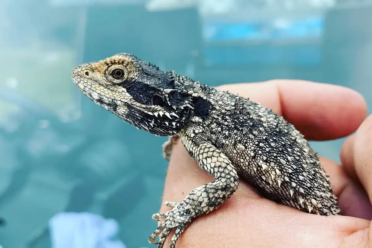 Close-up of a small bearded dragon perched on a person's fingers, showing textured scales and a calm pose.