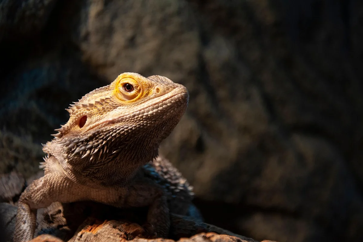 A bearded dragon perched on a rock inside its enclosure, looking alert