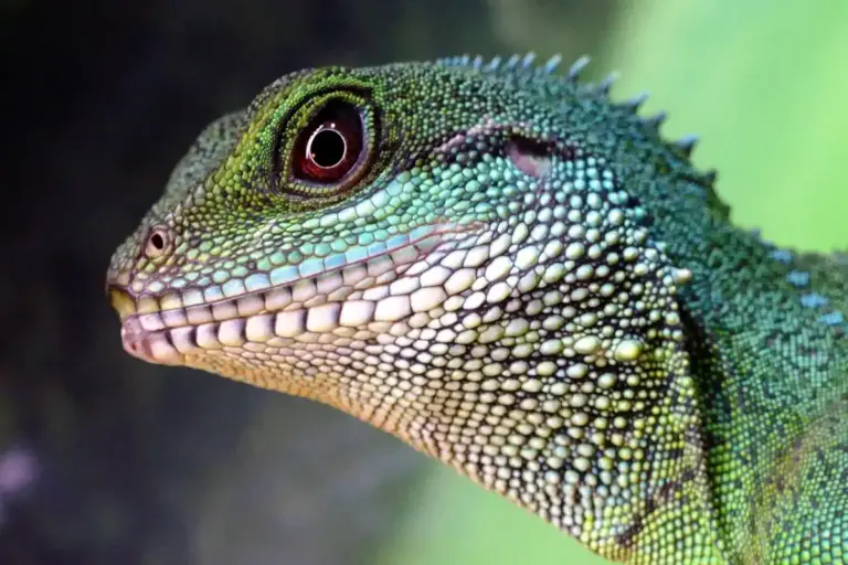 Close-up of a bearded dragon's head with green and blue scales and textured, bumpy skin