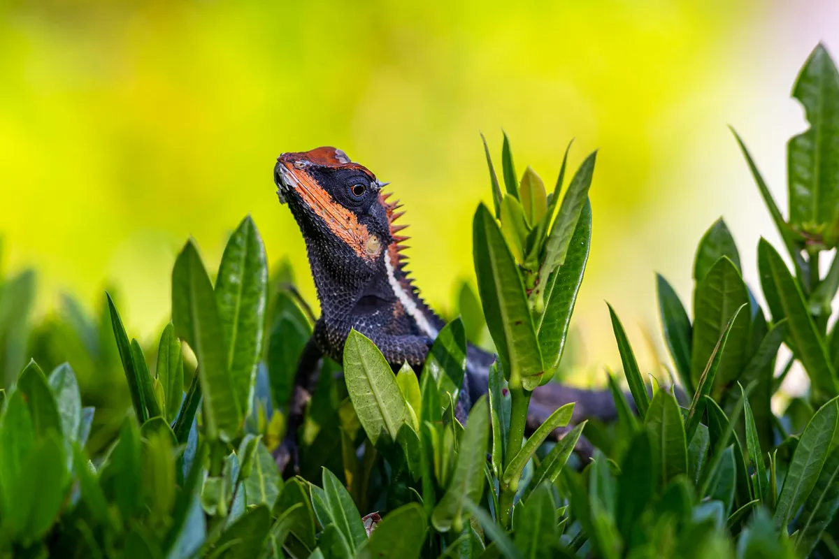 Close-up of a bearded dragon among green leaves, ready for a routine wellness check.