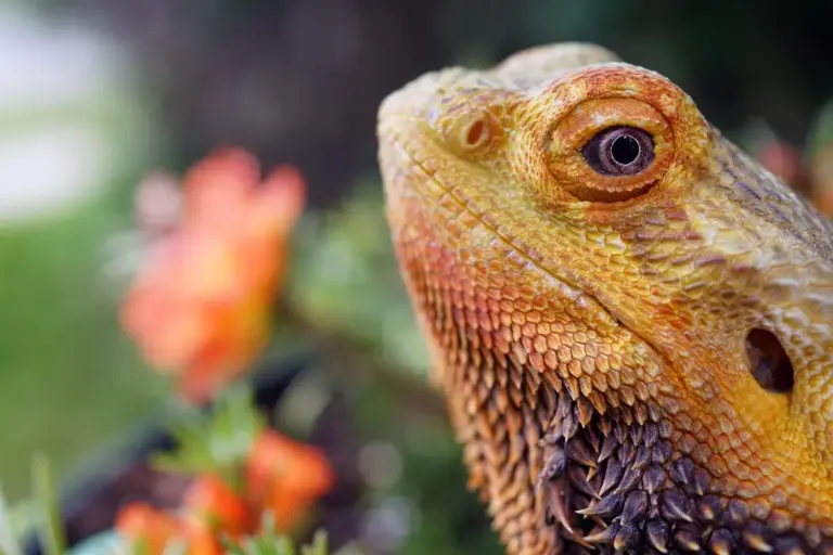 Close-up of an orange bearded dragon's head, showing textured scales and a large eye.