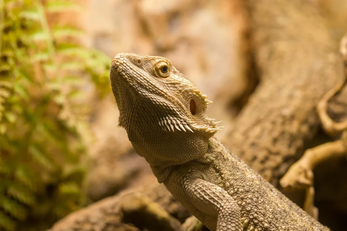 Close-up of a bearded dragon perched on a branch inside a terrarium.
