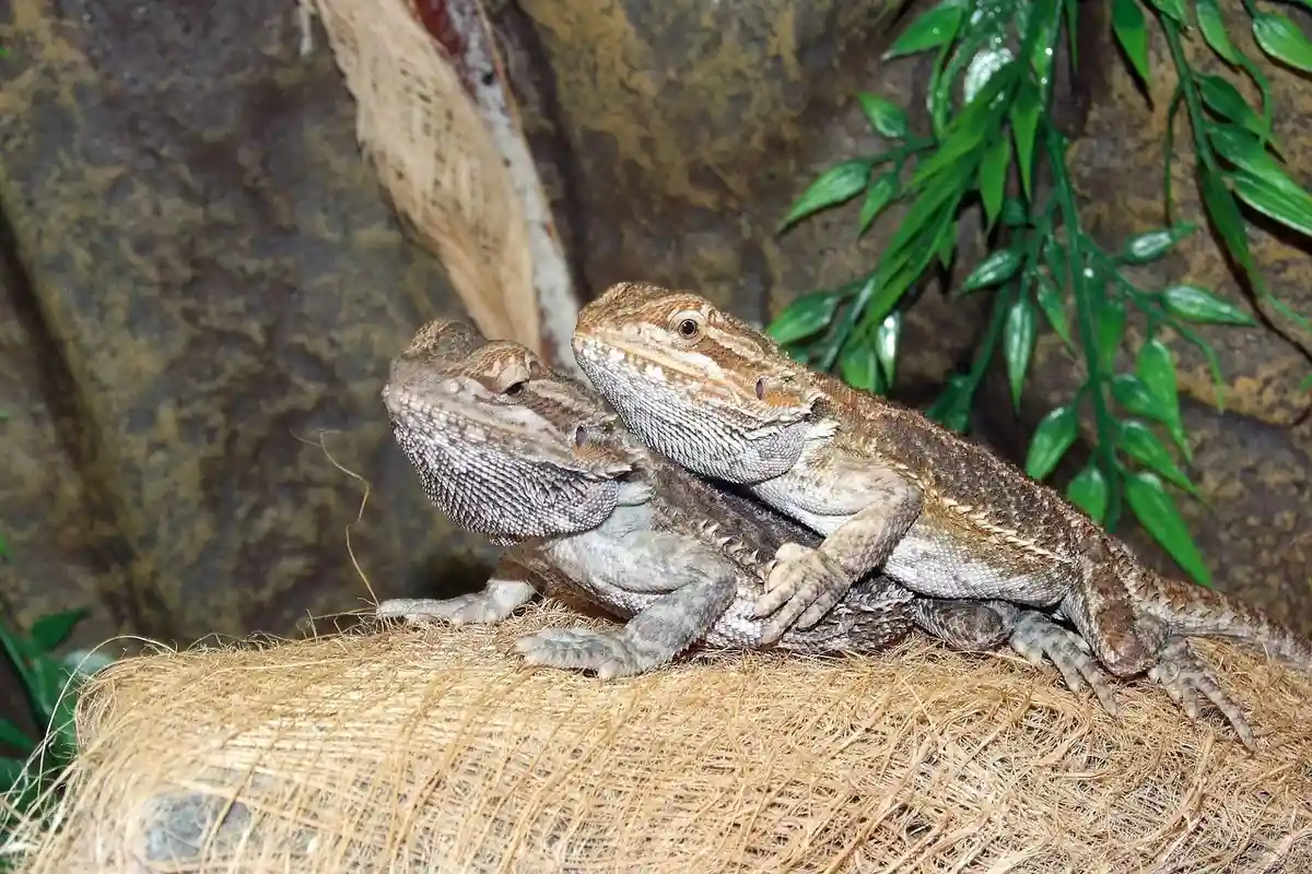 Two bearded dragons perched on a bale of hay inside a terrarium, with green leaves in the background.