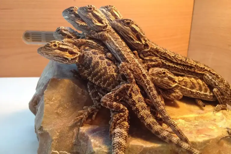 Several bearded dragons perched on a rock inside a terrarium.