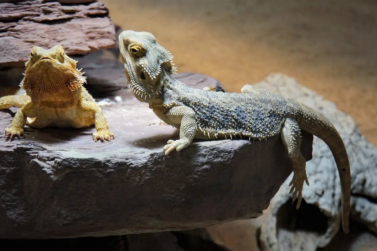 Two bearded dragons perched on a rocky surface inside a terrarium, one lighter-colored and the other darker, looking alert.
