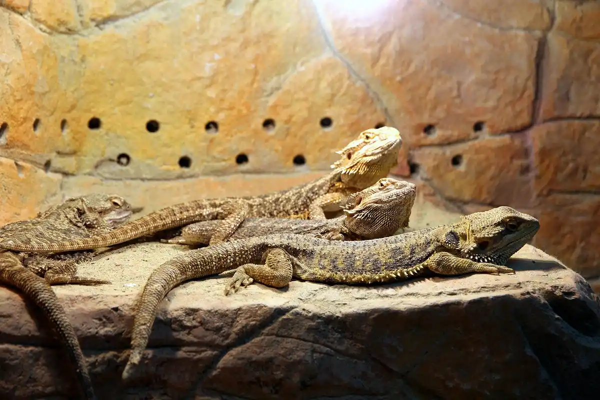 Two bearded dragons basking on a textured rock surface inside a warm terrarium.