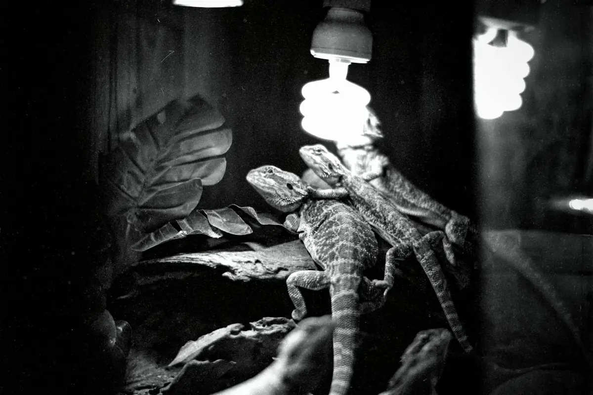 Can Bearded Dragons Get High? The Truth About Secondhand Smoke and Pet Safety