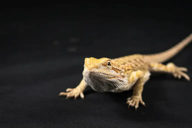 Bearded dragon on a dark surface, facing the camera.