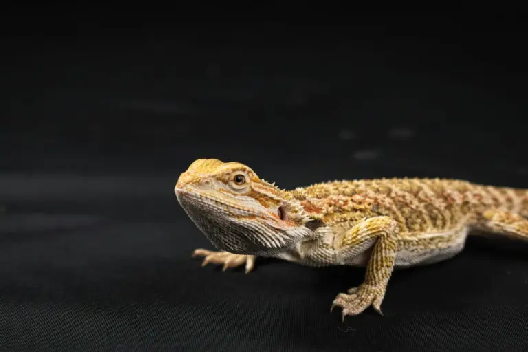 Close-up of a bearded dragon on a dark background, showing textured scales and alert eyes.