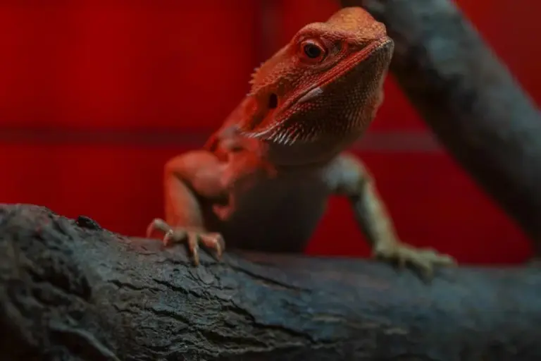 Close-up of a bearded dragon perched on a textured log, with red lighting in the background.