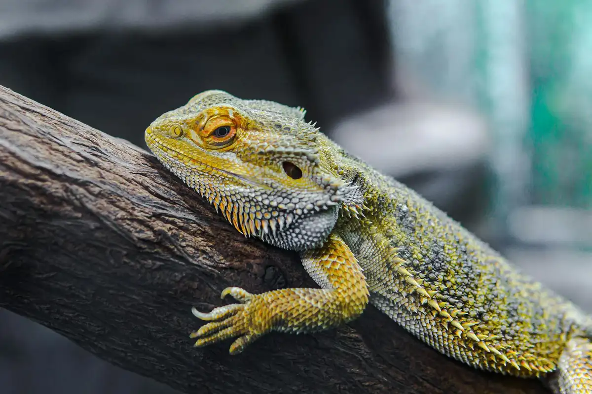 Bearded dragon perched on a branch with textured scales and an alert expression