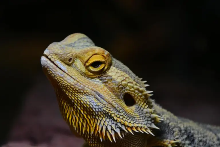 Close-up of a bearded dragon's head with rough, spiny scales and a calm, watchful eye.