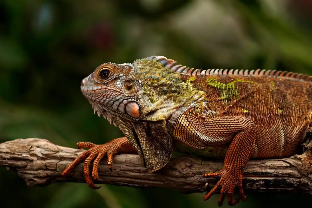 Bearded dragon perched on a branch, displaying brown and orange scales with a textured, spiny throat.