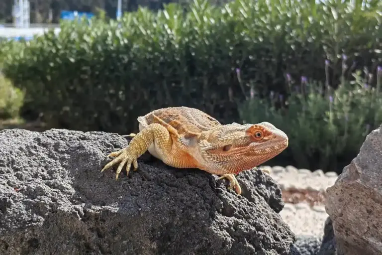 Bearded dragon perched on a textured rock outdoors in bright sunlight
