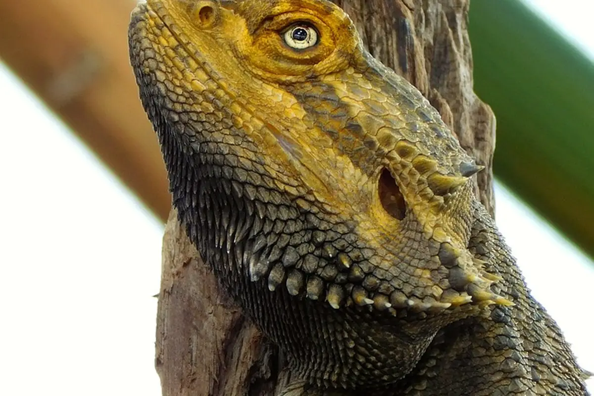 Close-up of a bearded dragon's head with rough, scaly skin and a sharp eye, resting on a wooden branch.
