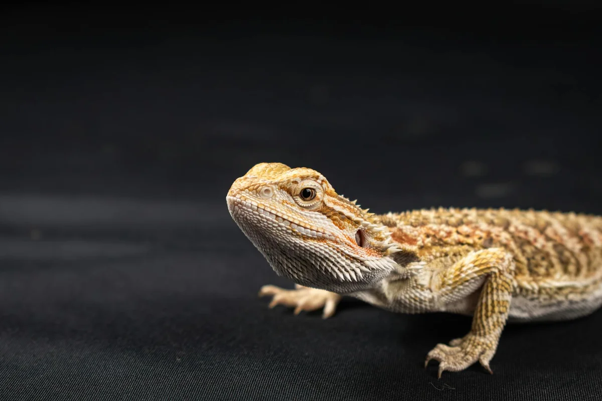 Close-up side profile of a bearded dragon on a dark background, showing textured scales and alert eye.