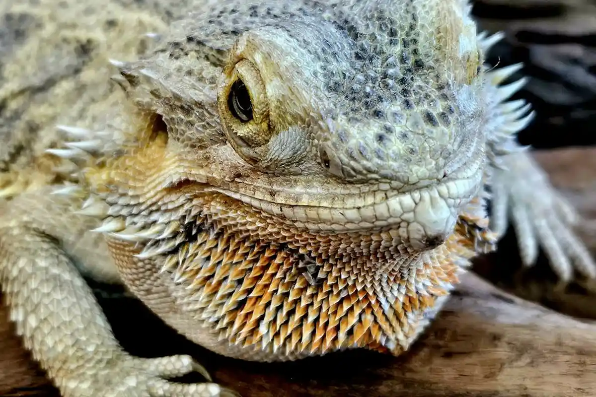 Close-up of a bearded dragon's textured head resting on a wooden surface, showing detailed scales and a calm eye.
