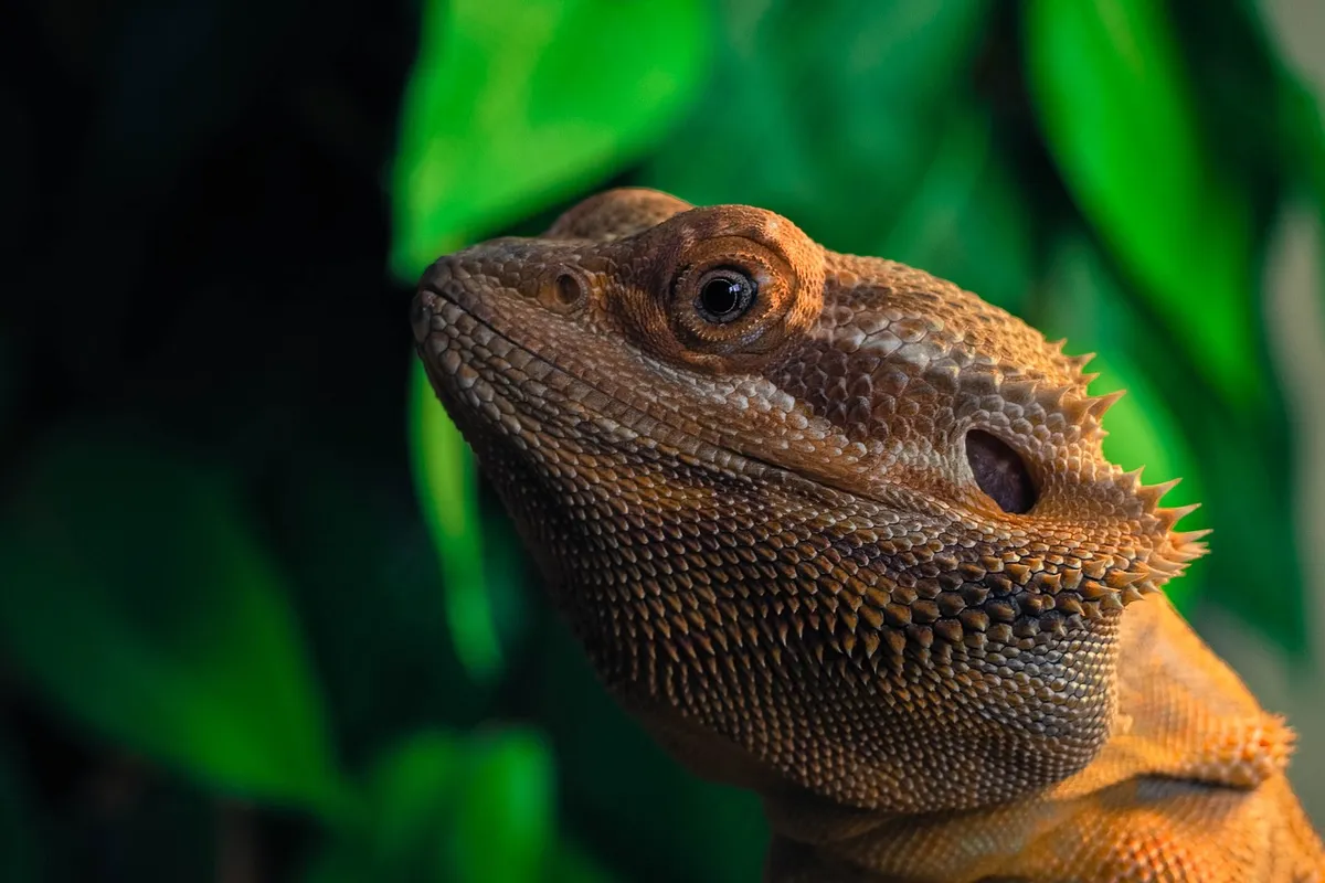 Close-up of a bearded dragon with a green leafy background