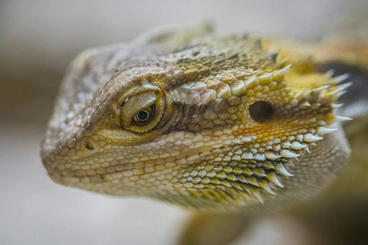 Close-up of a bearded dragon's head with textured scales and an alert eye.