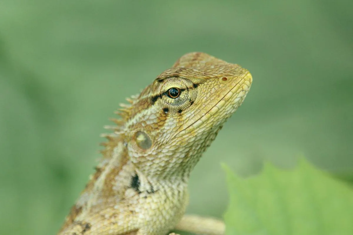 Close-up portrait of a bearded dragon perched on a branch with a blurred green background.