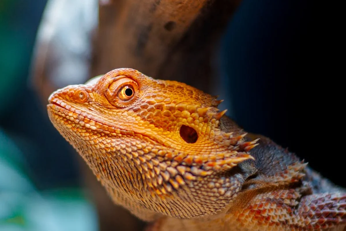 Close-up of an orange bearded dragon with textured scales, looking to the left.