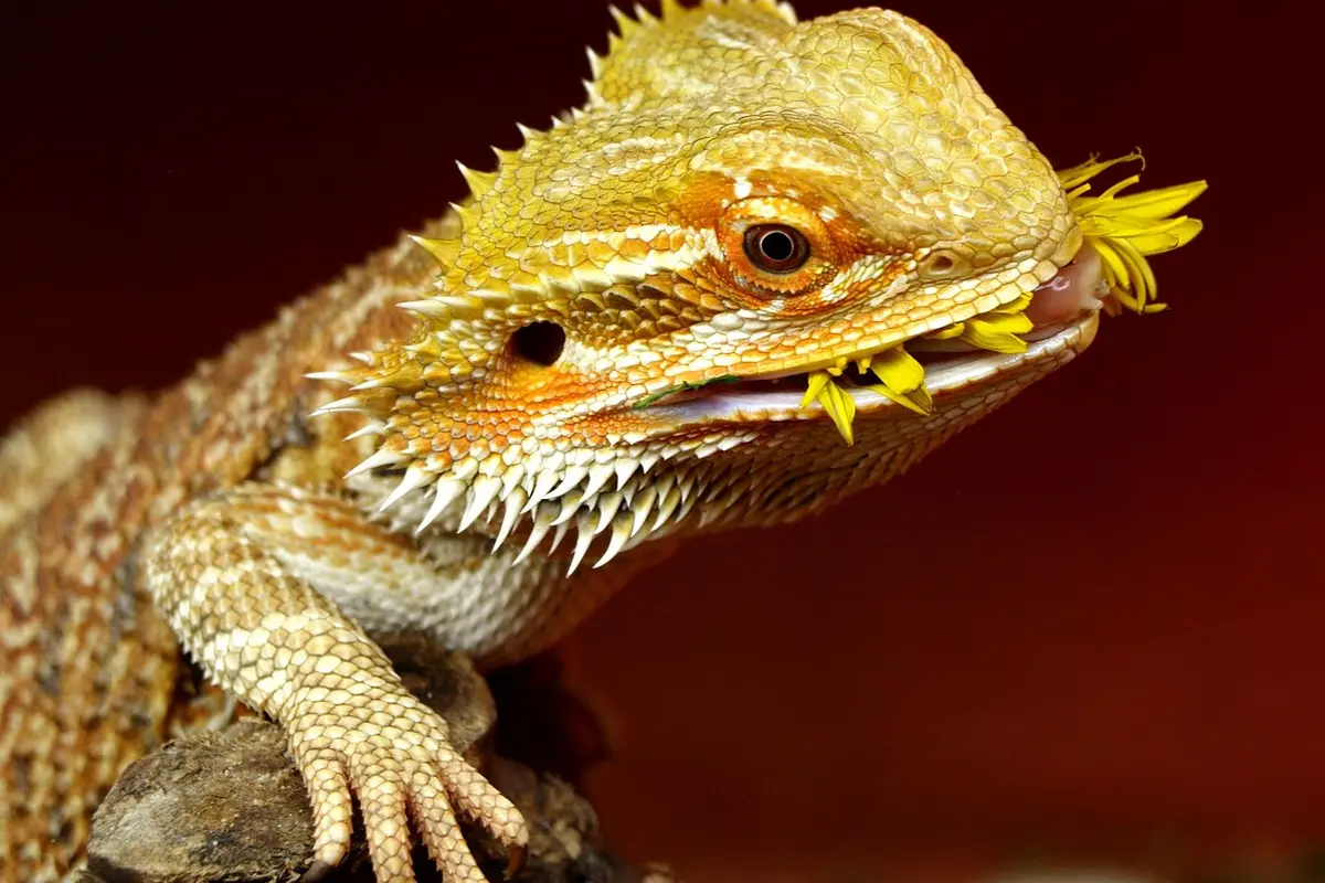 Close-up of a bearded dragon (Pogona vitticeps) with spiky yellow beard and textured scales, perched on a rock against a warm red background.