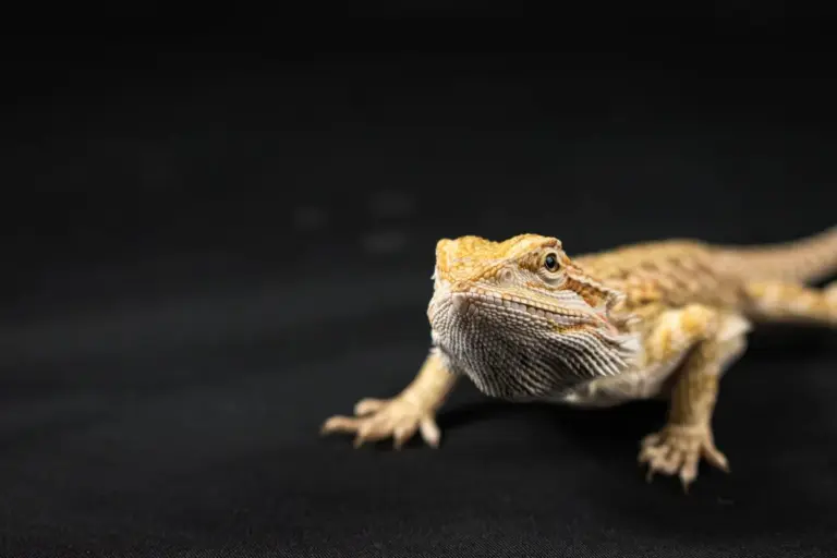 Bearded dragon on a black background, showing textured skin and a calm pose.