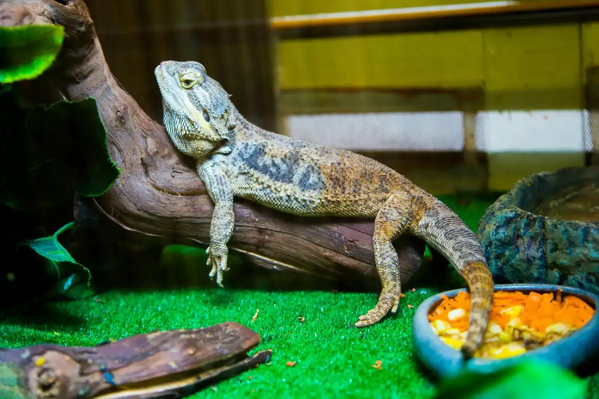 Bearded dragon perched on a branch inside a terrarium with a bowl of food nearby, illustrating daily care and interaction.