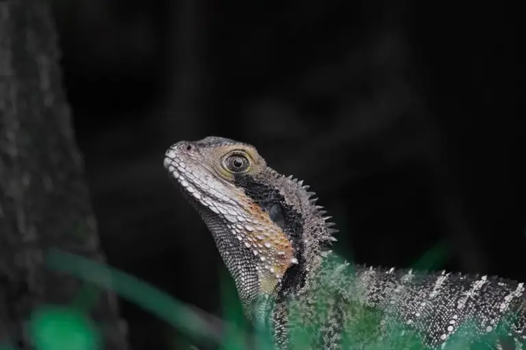 Bearded dragon head in side profile, with rough scales and spines, against a dark background near green foliage