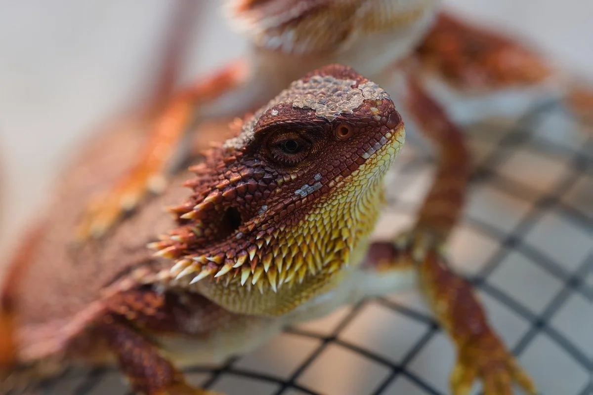 Close-up of a bearded dragon with orange-brown scales and spiky beard, perched on a mesh surface inside a terrarium.