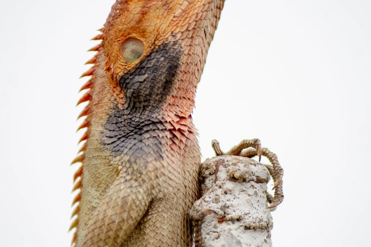 Close-up of a bearded dragon perched on a textured post with a rope-wrapped handle, set against a white background.