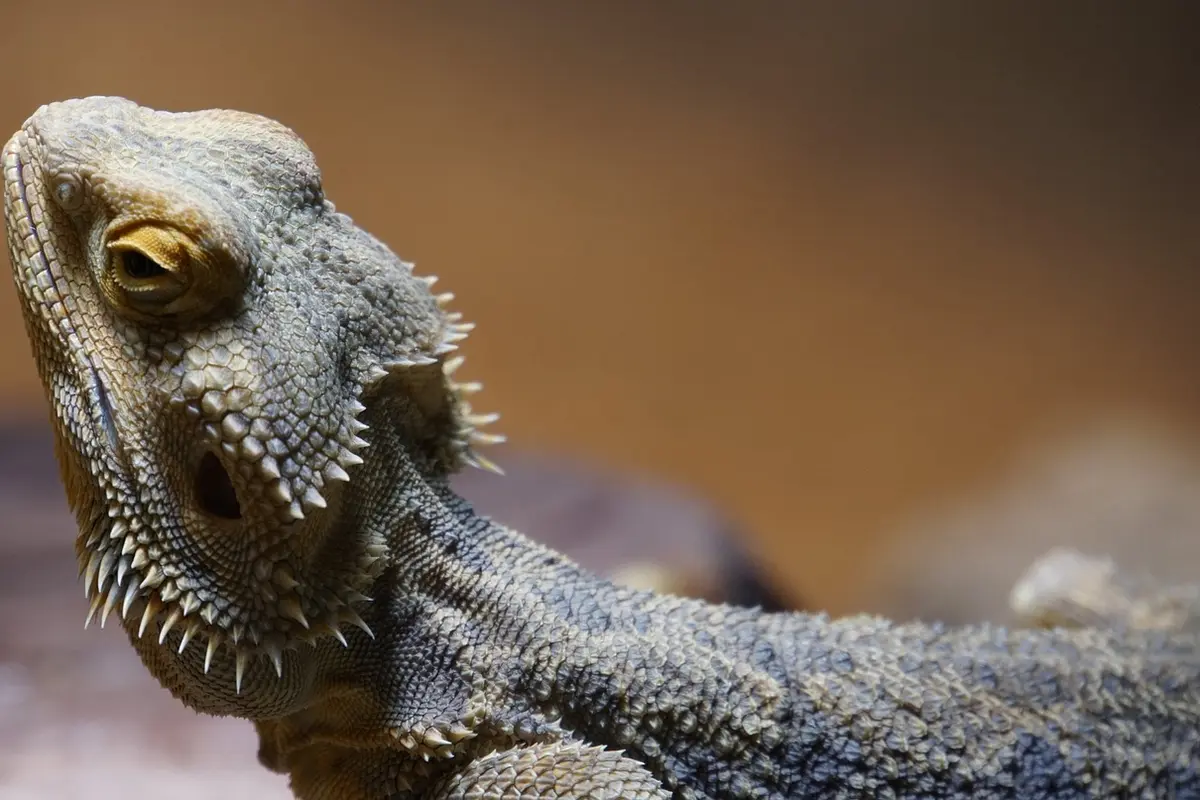 Close-up of a bearded dragon's head, showing rough, spiky skin and textured scales.