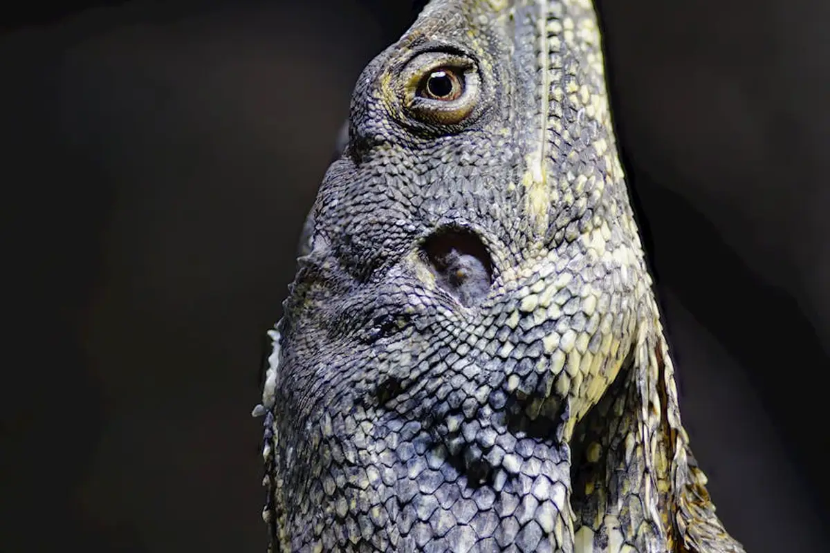 Close-up photo of a bearded dragon's head, showing textured gray scales and a calm expression.